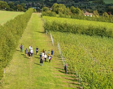 Load image into Gallery viewer, Guided Tours & Tastings, Saturdays 11am and 2pm